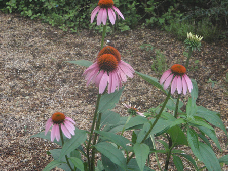 angie_080801.jpg